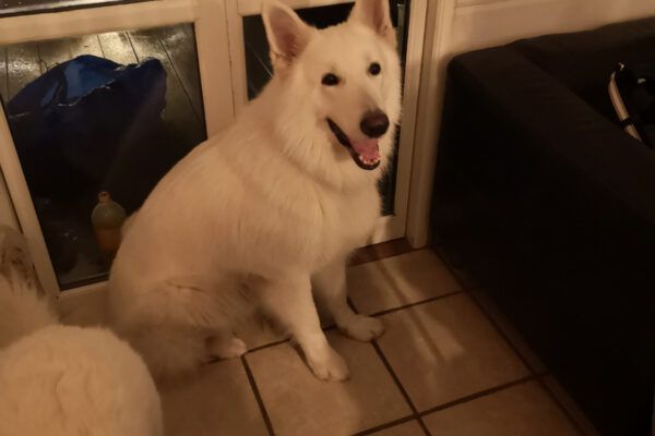 Verdens sødeste hunde